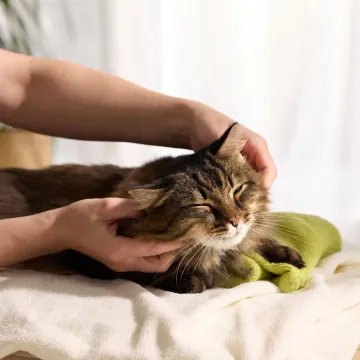 Veterinar otkrio glavni razlog zbog kojeg uspavljuje mačke: Vlasnici često ne vide znakove