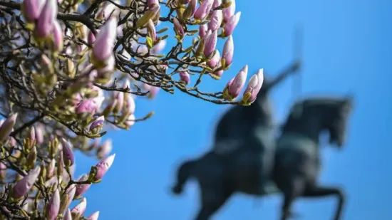 Proljeće je stiglo u Zagreb: Magnolija na Tomislavcu procvala u punom sjaju