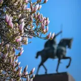 Proljeće je stiglo u Zagreb: Magnolija na Tomislavcu procvala u punom sjaju