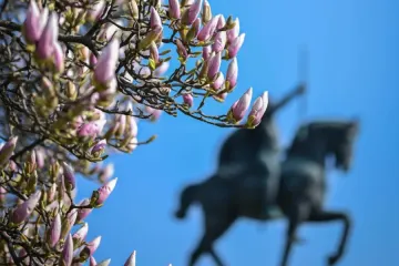 Proljeće je stiglo u Zagreb: Magnolija na Tomislavcu procvala u punom sjaju