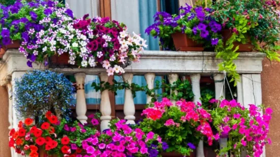 Pretvorite balkon u proljetnu oazu: Cvijeće koje se sadi početkom proljeća