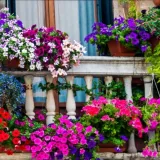 Pretvorite balkon u proljetnu oazu: Cvijeće koje se sadi početkom proljeća