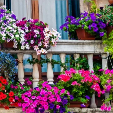 Pretvorite balkon u proljetnu oazu: Cvijeće koje se sadi početkom proljeća