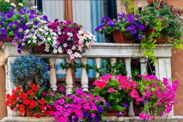 Pretvorite balkon u proljetnu oazu: Cvijeće koje se sadi početkom proljeća