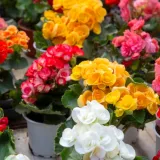 Vrtlarenje u posudama: 5 biljaka koje najbolje uspijevaju u loncima