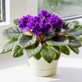 Afrička ljubičica ne traži puno, a cvjeta neprestano. Evo kako je održavati