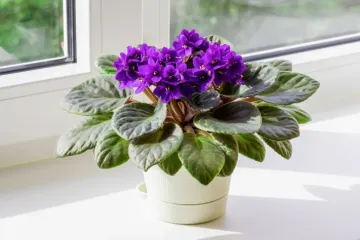 Afrička ljubičica ne traži puno, a cvjeta neprestano. Evo kako je održavati
