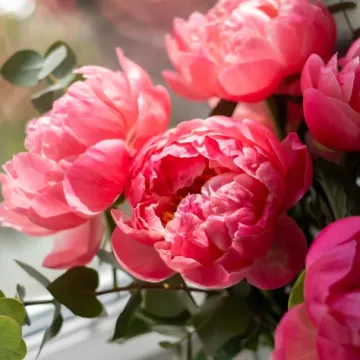 Tajne božura: Kako ih posaditi i uživati u rasko&scaron;nim cvjetovima