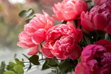 Tajne božura: Kako ih posaditi i uživati u rasko&scaron;nim cvjetovima