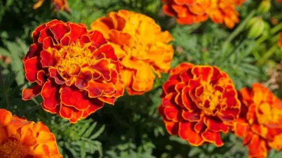 Kadifice: Najljep&scaron;i i najkorisniji cvijet koji možete posaditi ovog proljeća