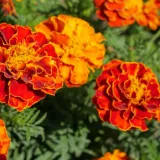 Kadifice: Najljep&scaron;i i najkorisniji cvijet koji možete posaditi ovog proljeća