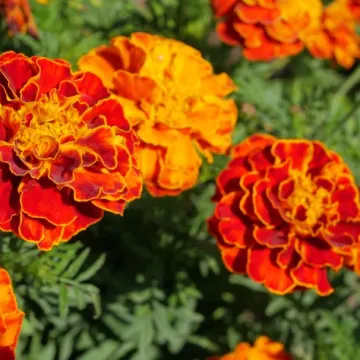 Kadifice: Najljep&scaron;i i najkorisniji cvijet koji možete posaditi ovog proljeća