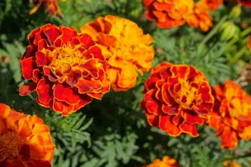 Kadifice: Najljep&scaron;i i najkorisniji cvijet koji možete posaditi ovog proljeća