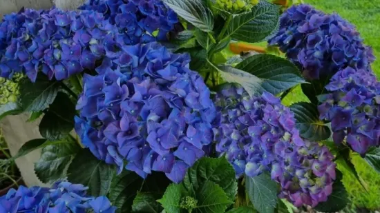 Kakva rasko&scaron;! Uživajte u čarobnim hortenzijama na&scaron;ih čitateljica