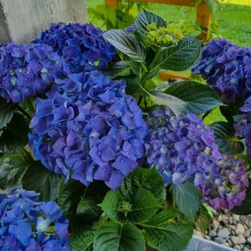 Kakva rasko&scaron;! Uživajte u čarobnim hortenzijama na&scaron;ih čitateljica