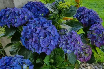 Kakva rasko&scaron;! Uživajte u čarobnim hortenzijama na&scaron;ih čitateljica