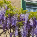 Glicinija: Sve &scaron;to trebate znati o cvjetnoj penjačici koja oduzima dah