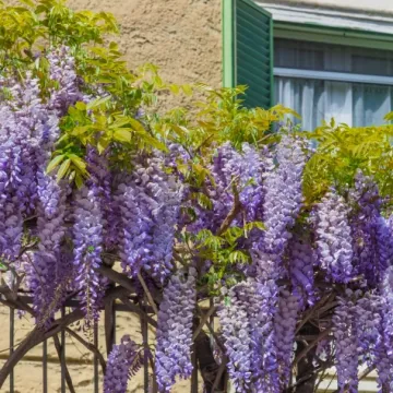 Glicinija: Sve &scaron;to trebate znati o cvjetnoj penjačici koja oduzima dah
