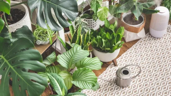 Sobne biljke za početnike: 10 biljaka koje uspijevaju bez puno truda