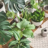 Sobne biljke za početnike: 10 biljaka koje uspijevaju bez puno truda