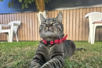 Ove mace će vam uljep&scaron;ati dan: Mačke koje su osvojile srca na&scaron;ih čitateljica