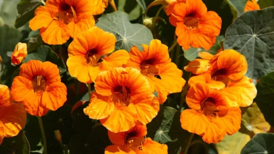 Dragoljub: Vatreni cvijet koji je ukras i čuvar va&scaron;eg vrta