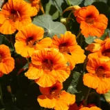 Dragoljub: Vatreni cvijet koji je ukras i čuvar va&scaron;eg vrta