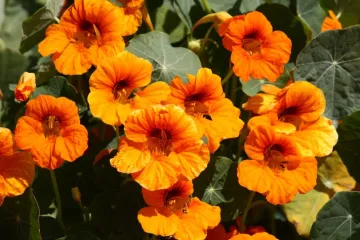 Dragoljub: Vatreni cvijet koji je ukras i čuvar va&scaron;eg vrta