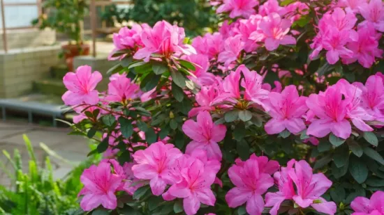 Azaleja je prava diva: Vodič za rasko&scaron;ne cvjetove u domu i okućnici