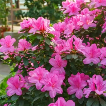 Azaleja je prava diva: Vodič za rasko&scaron;ne cvjetove u domu i okućnici