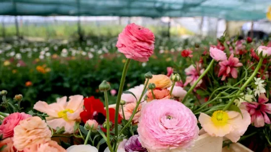 Bajkoviti prizori sa splitske farme ranunkula: Ovo prekrasno cvijeće idealno je za vjenčanja