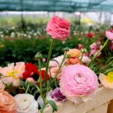 Bajkoviti prizori sa splitske farme ranunkula: Ovo prekrasno cvijeće idealno je za vjenčanja