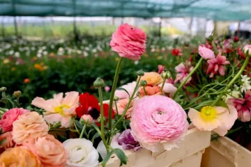 Bajkoviti prizori sa splitske farme ranunkula: Ovo prekrasno cvijeće idealno je za vjenčanja