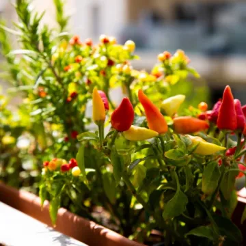 Va&scaron; mali vrt: Kako jednostavno uzgojiti začine na balkonu