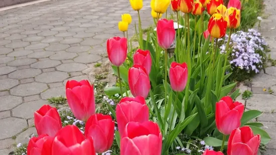Cvjetna čarolija iz cijele Hrvatske: Čitateljice su nam poslale fotografije najljep&scaron;ih tulipana