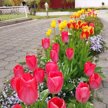 Cvjetna čarolija iz cijele Hrvatske: Čitateljice su nam poslale fotografije najljep&scaron;ih tulipana