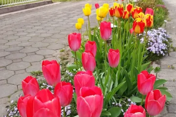 Cvjetna čarolija iz cijele Hrvatske: Čitateljice su nam poslale fotografije najljep&scaron;ih tulipana