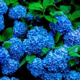 Jedan kuhinjski ostatak hortenzije pretvara u najljep&scaron;e plave cvjetove koje ste vidjeli