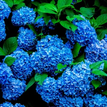 Jedan kuhinjski ostatak hortenzije pretvara u najljep&scaron;e plave cvjetove koje ste vidjeli