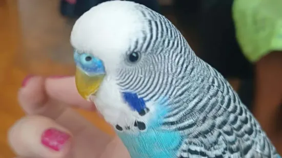 Kako su samo slatke! Morate vidjeti ove papige na&scaron;ih čitateljica