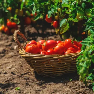 Bakine tajne za bogat urod: Ove 4 stvari iz kuhinje garantiraju sočne i zdrave rajčice