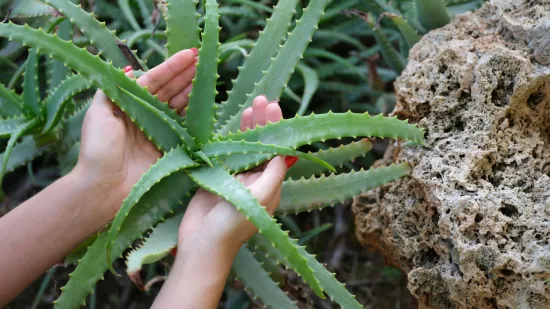 Aloe vera: Takozvana 'biljka besmrtnosti' bit će vam najbolji prijatelj tijekom ljeta