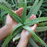 Aloe vera: Takozvana 'biljka besmrtnosti' bit će vam najbolji prijatelj tijekom ljeta