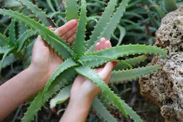Aloe vera: Takozvana 'biljka besmrtnosti' bit će vam najbolji prijatelj tijekom ljeta