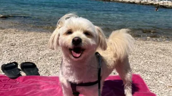 Mokre nju&scaron;kice i vruće &scaron;apice: Pogledajte pse na&scaron;ih čitateljica kako osvajaju plaže