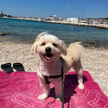 Mokre nju&scaron;kice i vruće &scaron;apice: Pogledajte pse na&scaron;ih čitateljica kako osvajaju plaže