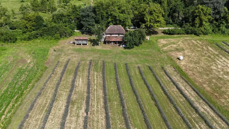 Stigla iz milijunskog grada, zasadila 10.000 lavandi u pustoši Banovine: 'I sad mi stižu ljudi iz cijelog svijeta'