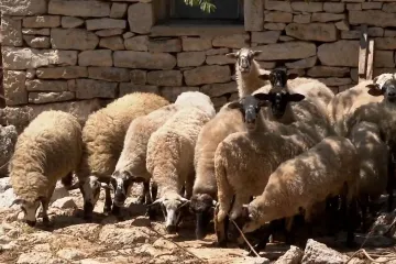 Štete od vukova postale su svakodnevne, ali što će biti kada napadnu dijete?