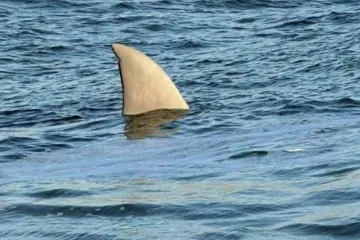 Kit, morski pas ili orka? Građani digli paniku, a kad ono...