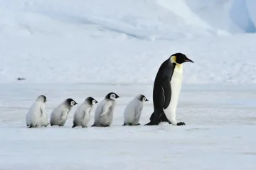 [KVIZ] Koliko znaš o polarnim životinjama?